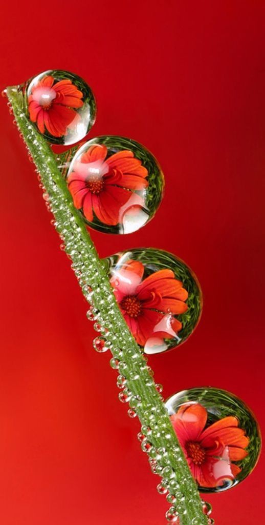 Red Green 